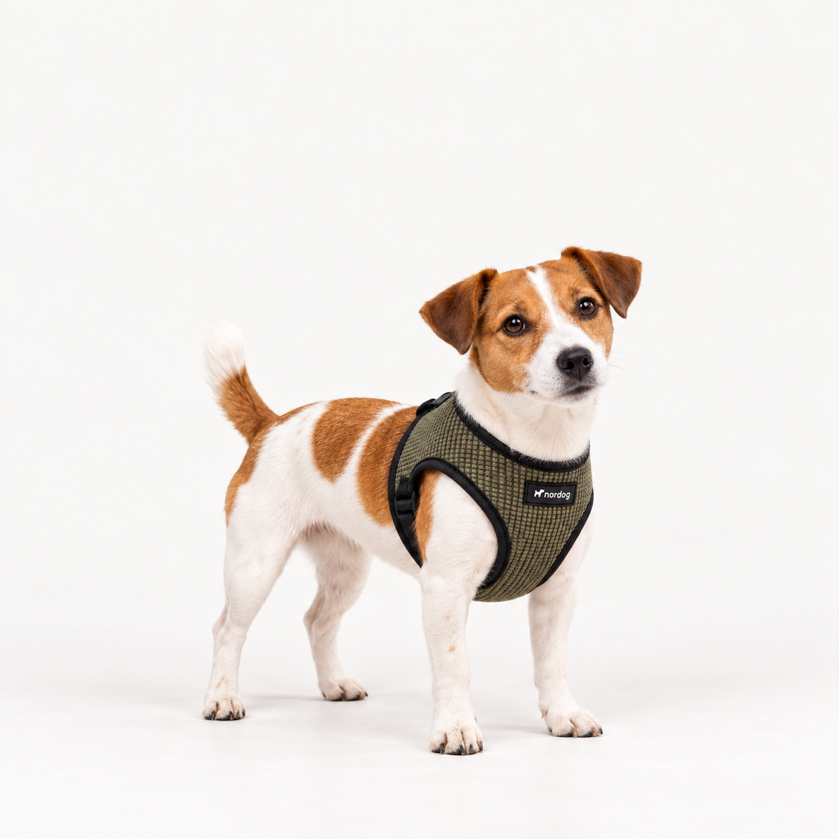 Hund med Nordog Park sele i Oliven – AI-visualisering