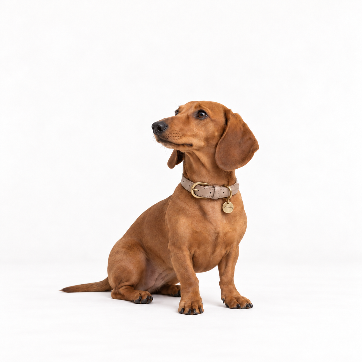 Gravhund med Nordog Thomas halsbånd i Taupe – AI-visualisering