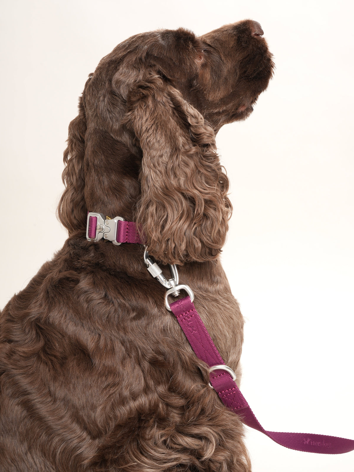 Nordog Performance hundehalsbånd – bordeaux – billede 3