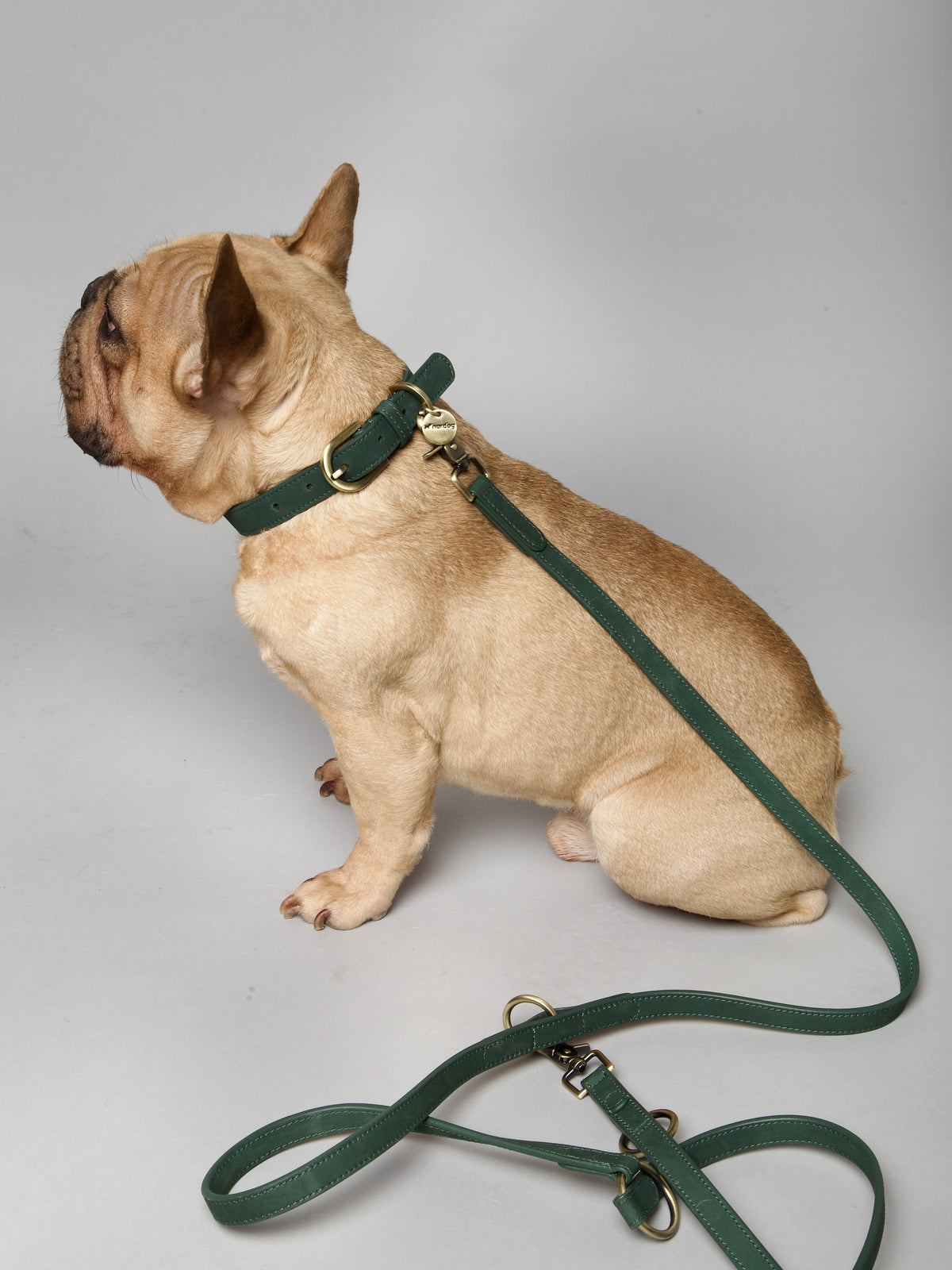 Nordog Thomas hundehalsbånd – Avocado – billede 13