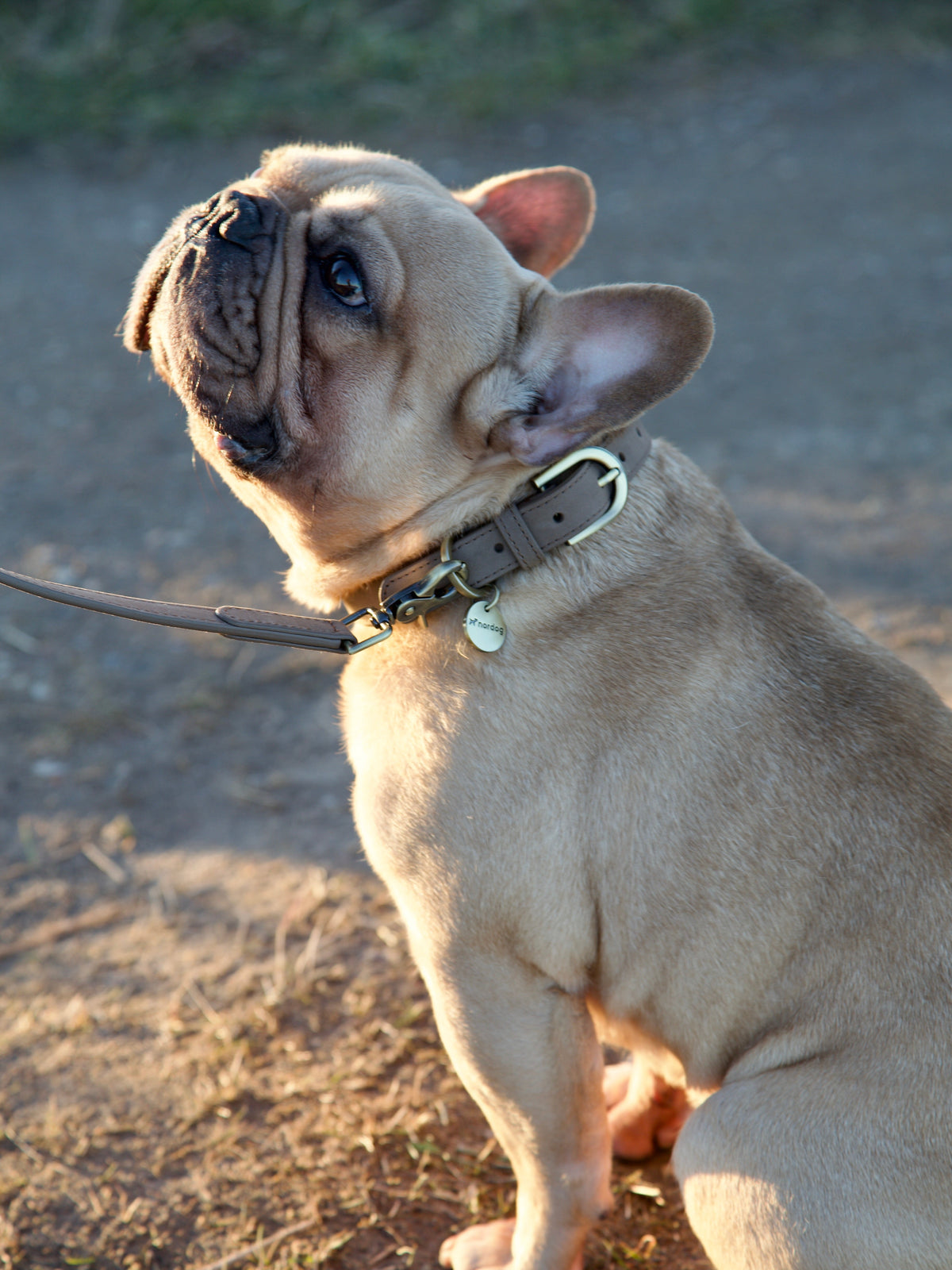 Nordog Thomas hundehalsbånd – Nougat – billede 8