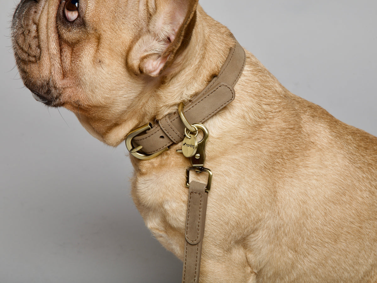 Nordog Thomas hundehalsbånd – Nougat – billede 11