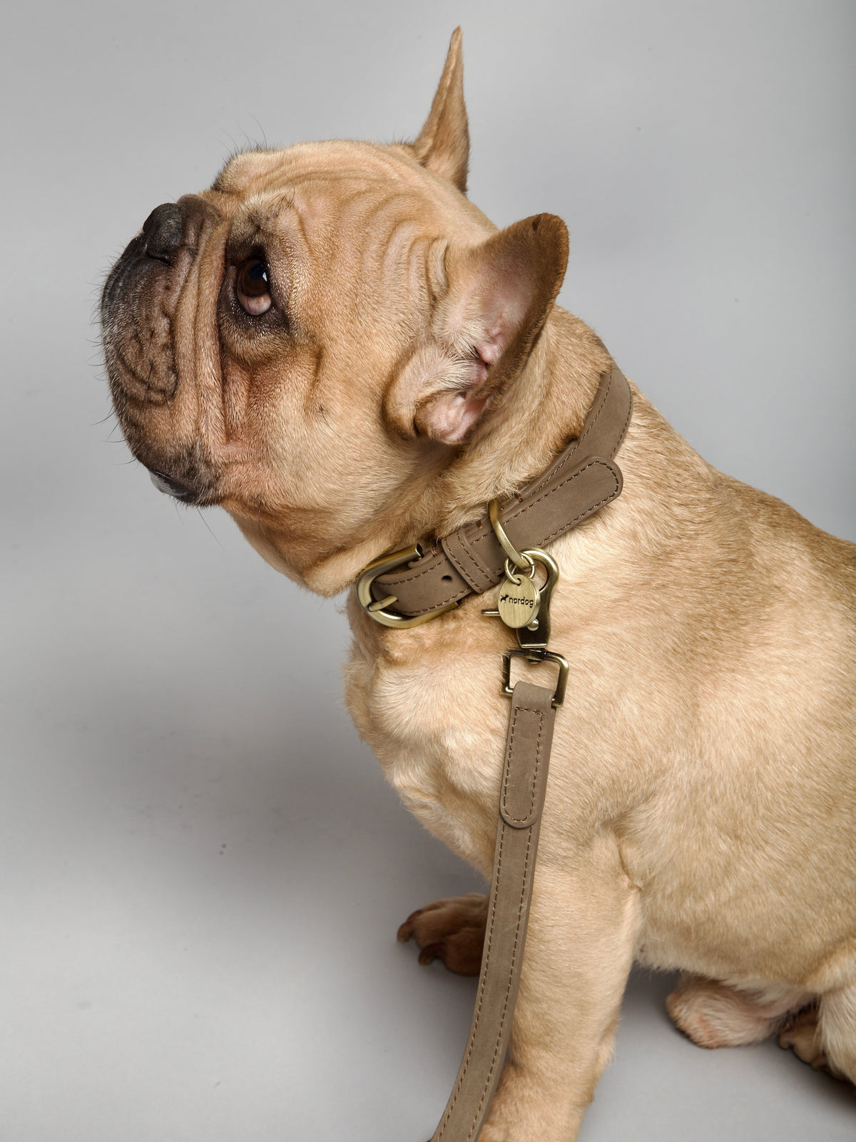 Nordog Thomas hundehalsbånd – Nougat – billede 12
