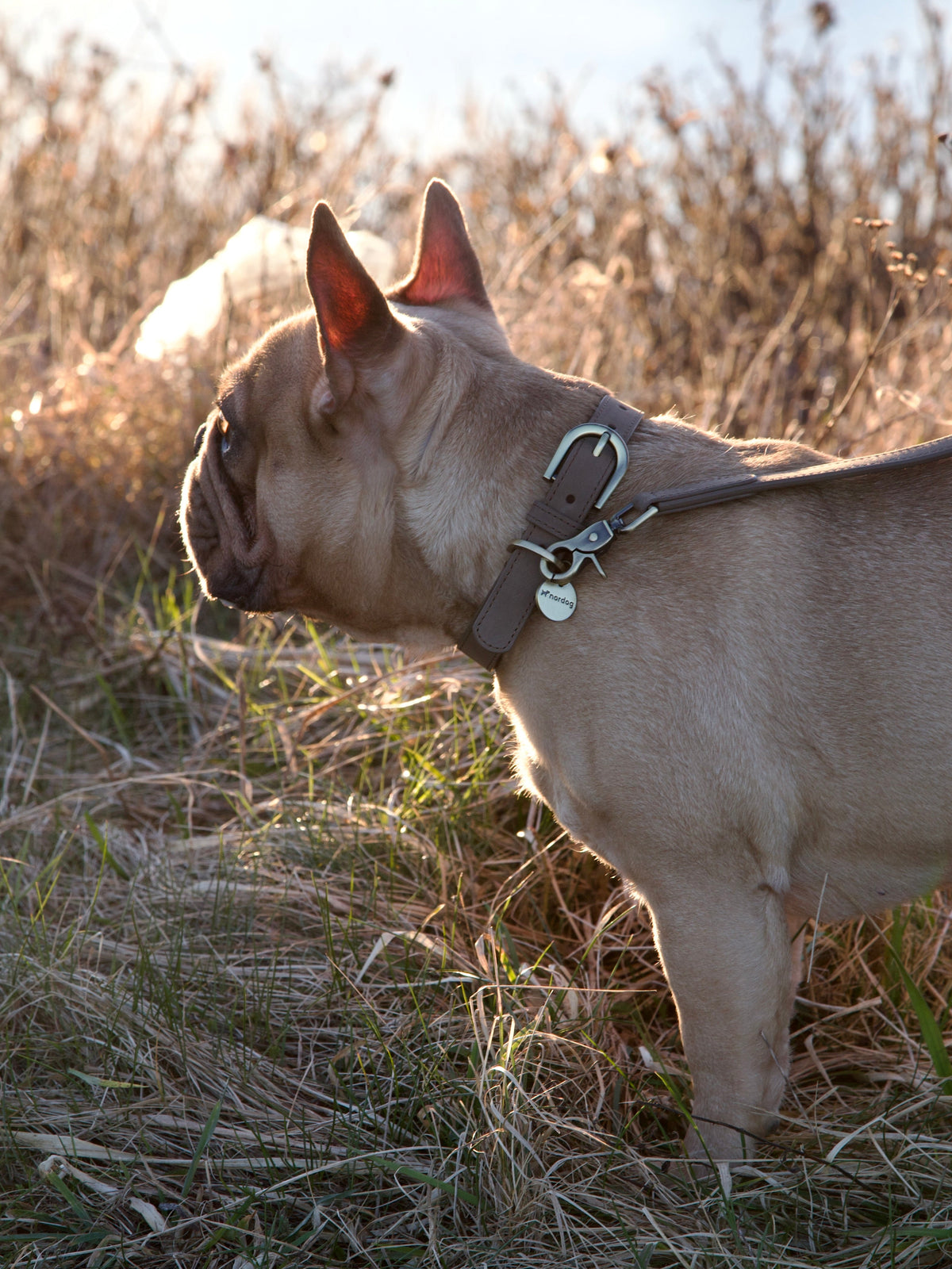 Nordog Thomas hundehalsbånd – Nougat – billede 9