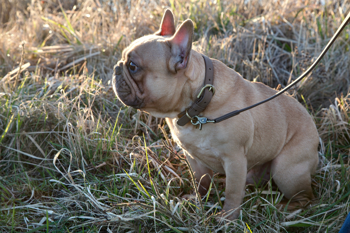Nordog Thomas hundehalsbånd – Nougat – billede 13