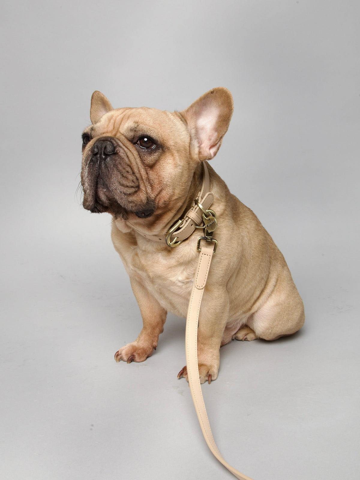 Nordog Thomas hundehalsbånd – Vanilla – billede 8