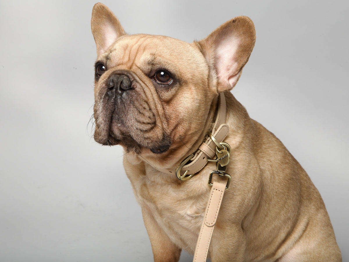 Nordog Thomas hundehalsbånd – Vanilla – billede 7
