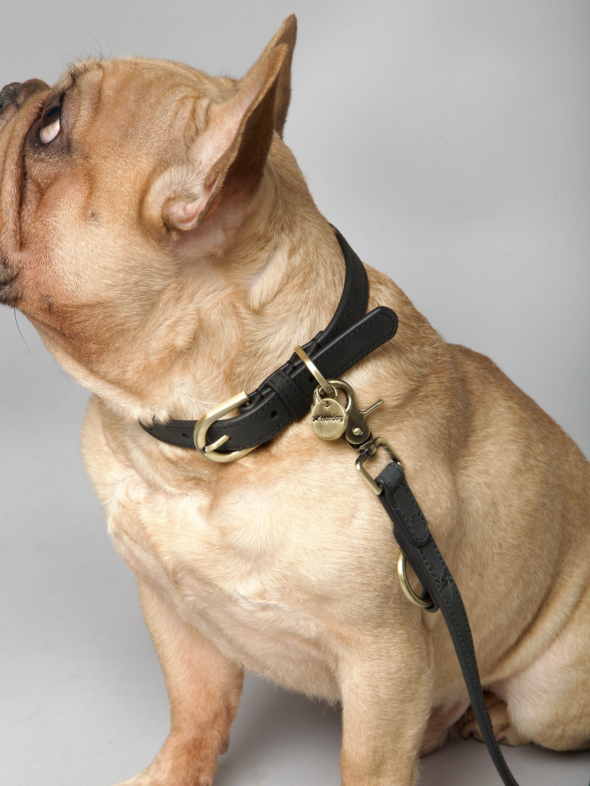 Nordog Thomas hundesnor – Coal – billede 5
