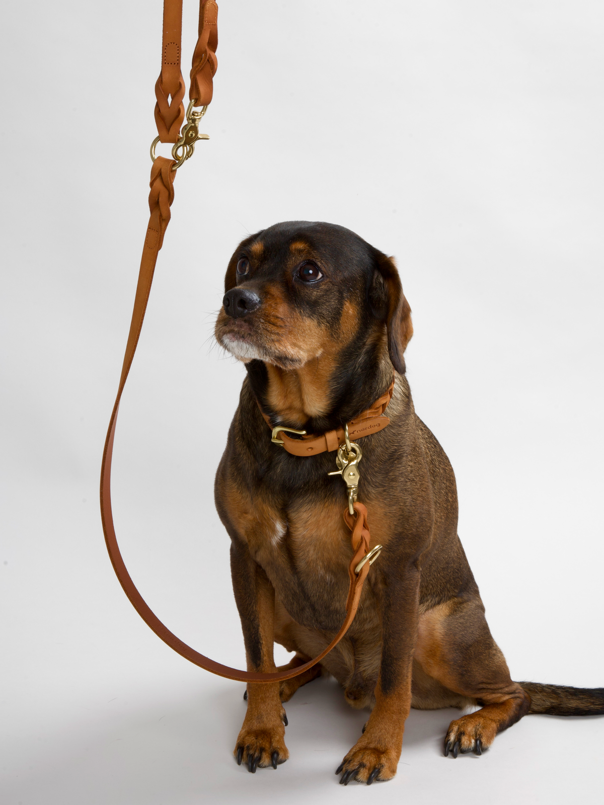 Nordog HUGO flettet hundehalsbånd – Cognac – billede 3